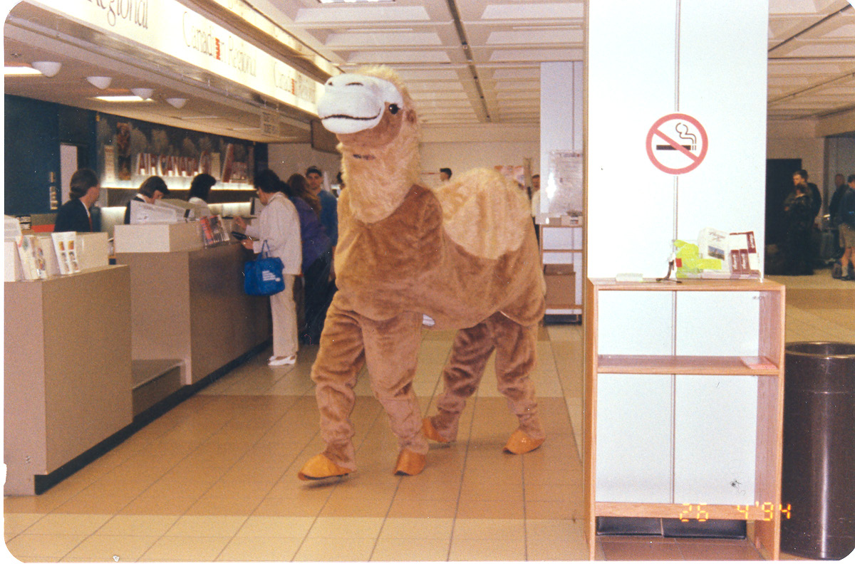 Camel sendoff to Saudi