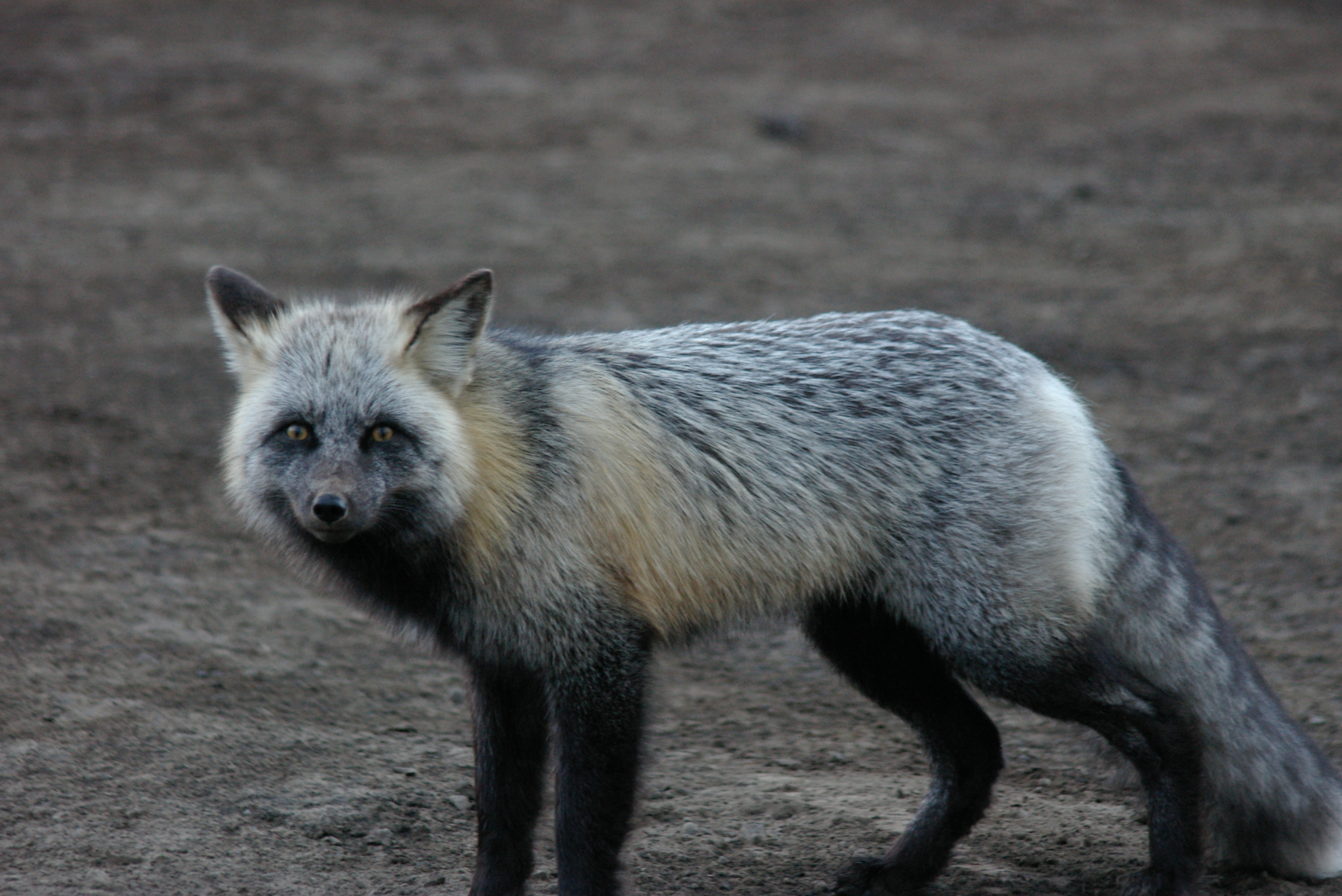 Arctic Fox