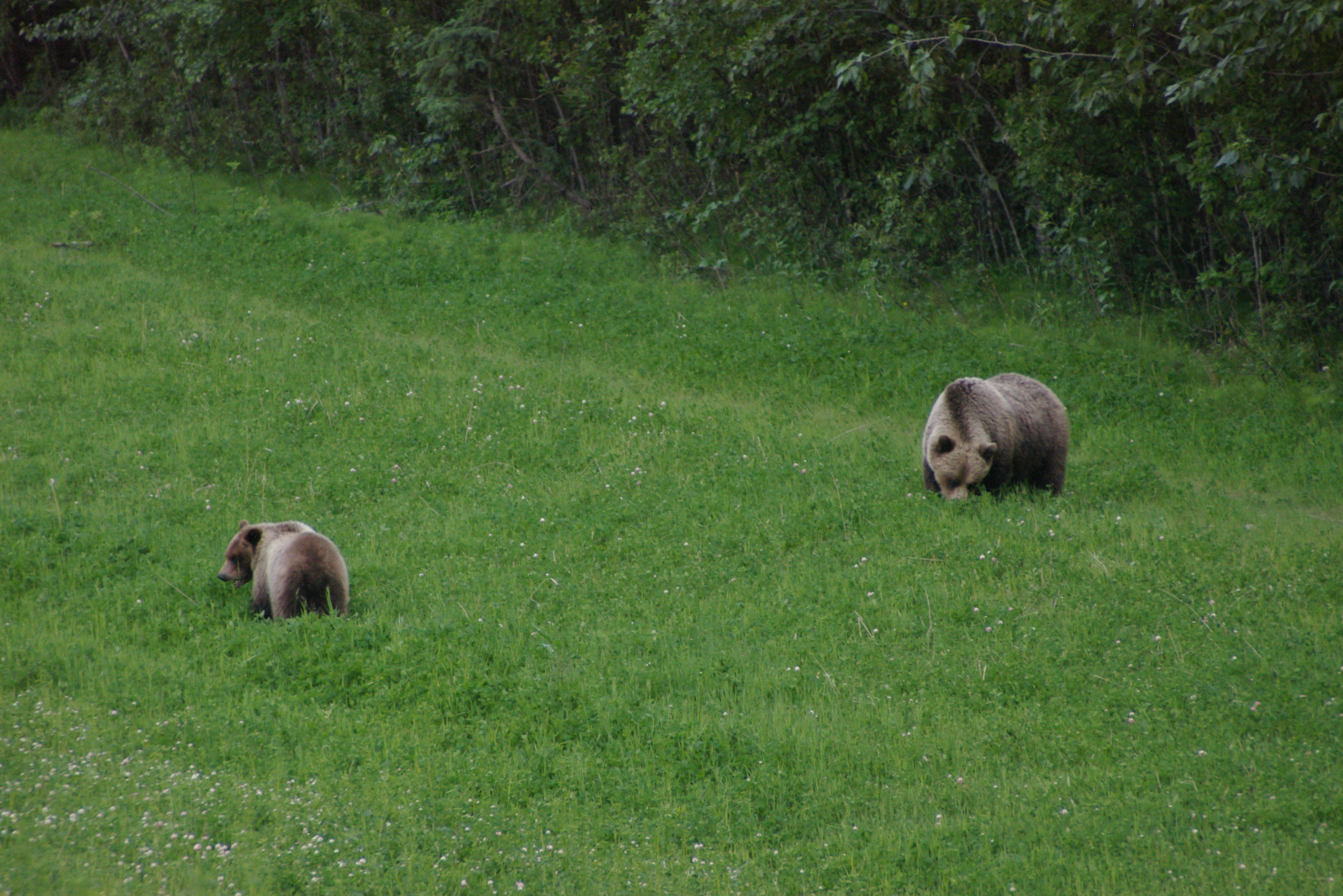 Grizzly sow and cub